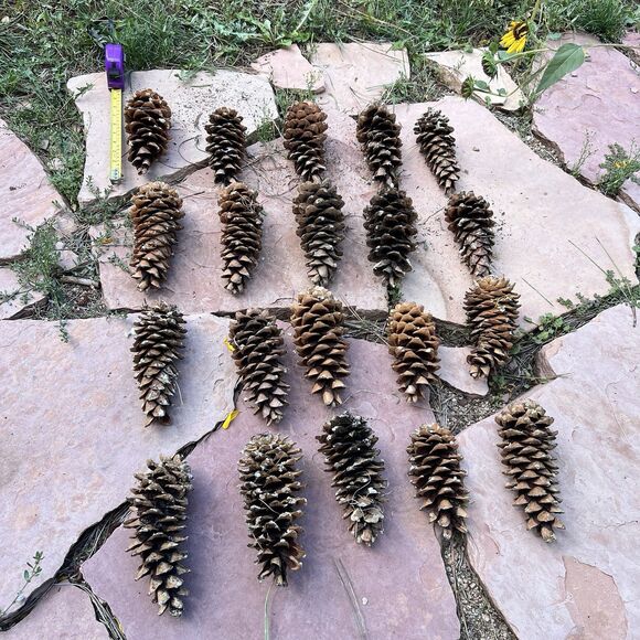 Lot of 20 Golden Giant Long Sugar Pine Cones 7"-9" Freshly Dropped Flagstaff, AZ - Picture 11 of 11